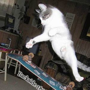 Meet your Posher, Nic